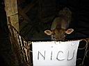 gal/comarnic/TN_comarnic_126.JPG